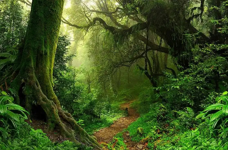 斧頭日常維護與保養